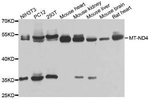 Western blot analysis of extracts of various cell lines, using MT-ND4 antibody. (Mitochondrially Encoded NADH Dehydrogenase 4 (MT-ND4) (AA 350-450) antibody)