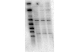 Western Blot of Mouse Anti-AKT1 antibody. (AKT1 antibody  (Internal Region) (FITC))