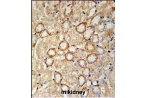 CRUM2 Antibody (C-term) (ABIN651911 and ABIN2840450) immunohistochemistry analysis in formalin fixed and paraffin embedded mouse kidney tissue followed by peroxidase conjugation of the secondary antibody and DAB staining. (CRB2 antibody  (AA 1258-1285))