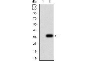 Western blot analysis using P2RY8 mAb against HEK293 (1) and P2RY8 (AA: extra mix)-hIgGFc transfected HEK293 (2) cell lysate. (P2RY8 antibody)
