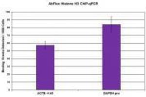 Histone H3 antibody (rAb) tested by ChIP  Chromatin immunoprecipitation (ChIP) was performed with 30 µg of chromatin from Farage human lymph-node derived B cells and 4. (Recombinant Histone 3 antibody  (C-Term))