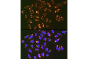 Immunofluorescence analysis of U-2 OS cells using Prohibitin 2 (Prohibitin 2 (PHB2)) Rabbit mAb (ABIN7269545) at dilution of 1:100 (40x lens). (Prohibitin 2 antibody)