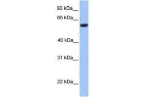 Western Blotting (WB) image for anti-Zinc finger protein 82 homolog (ZFP82) antibody (ABIN2460310) (Zinc finger protein 82 homolog (ZFP82) antibody)
