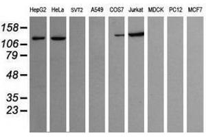 Image no. 2 for anti-Phosphoinositide-3-Kinase, Catalytic, gamma Polypeptide (PIK3CG) antibody (ABIN1500208) (PIK3 gamma antibody)