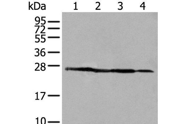 ARHGDIB antibody