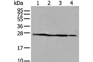 Western blot analysis of 293T A431 and HepG2 cell lysates using ARHGDIB Polyclonal Antibody at dilution of 1:500 (ARHGDIB antibody)