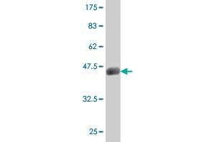 Western Blot detection against Immunogen (35. (MSRB1 antibody  (AA 1-84))