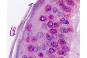 Anti-ROR Alpha / RORA antibody IHC staining of human skin. (RORA antibody  (Hinge Region))