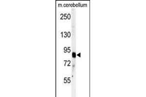 Western blot analysis of anti-ADTS4 Antibody (C-term) (ABIN391642 and ABIN2841554) in mouse cerebellum tissue lysates (35 μg/lane). (ADAMTS4 antibody  (C-Term))
