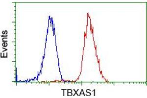Image no. 1 for anti-thromboxane A Synthase 1 (Platelet) (TBXAS1) antibody (ABIN1501382) (TBXAS1 antibody)