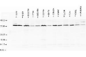 Aha1, human cell lines