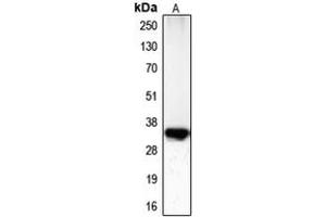 Western blot analysis of CDC2 (pT161) expression in HeLa (A) whole cell lysates. (CDK1 antibody  (pSer161))