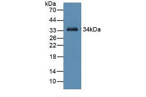 Western blot analysis of recombinant Mouse RBP3. (RBP3 antibody  (AA 18-320))