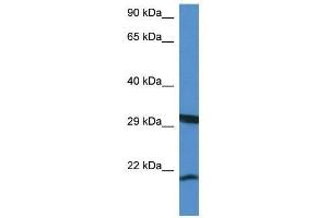 Western Blot showing Rhebl1 antibody used at a concentration of 1. (RHEBL1 antibody  (N-Term))