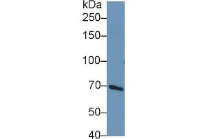 Western Blot; Sample: Human HepG2 cell lysate; Primary Ab: 1µg/ml Rabbit Anti-Rat PIK3AP1 Antibody Second Ab: 0. (PIK3AP1 antibody  (AA 397-650))