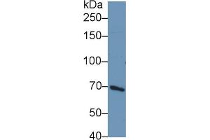Western Blot; Sample: Human HepG2 cell lysate; Primary Ab: 1µg/ml Rabbit Anti-Rat PIK3AP1 Antibody Second Ab: 0. (PIK3AP1 antibody  (AA 397-650))