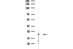 anti-RAB5C, Member RAS Oncogene Family (Rab5c) (Internal Region) antibody