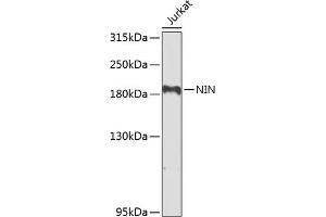 Western blot analysis of extracts of Jurkat cells, using NIN antibody (ABIN6129422, ABIN6144630, ABIN6144632 and ABIN6224239) at 1:1000 dilution. (Ninein antibody  (AA 1-287))
