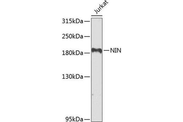 Ninein Antikörper  (AA 1-287)