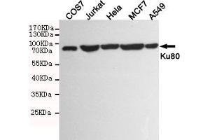 Western blot detection of Ku80 in COS7,Jurkat,Hela,MCF7 and A549 cell lysates using Ku80 mouse mAb (1:1000 diluted).