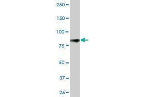 CD44 MaxPab polyclonal antibody. (CD44 antibody  (AA 1-361))