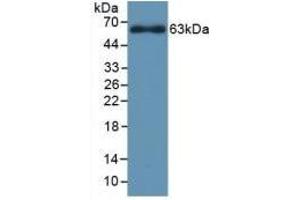 Detection of Recombinant CYP1A1, Rat using Polyclonal Antibody to Cytochrome P450 1A1 (CYP1A1) (CYP1A1 antibody  (AA 251-521))