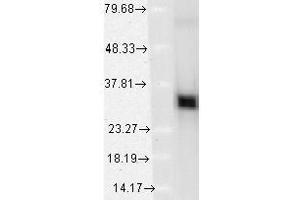 HO-1 (1F12-A6), recombinant HO-1 (HSP90 antibody)