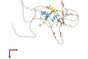 Kruppel-Like Factor 15 (KLF15) (AA 1-415) protein (His tag)