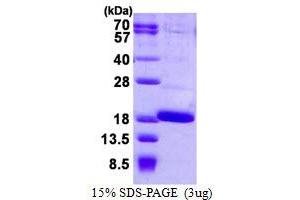 Image no. 1 for Fatty Acid Binding Protein 12 (FABP12) protein (His tag) (ABIN1098289)
