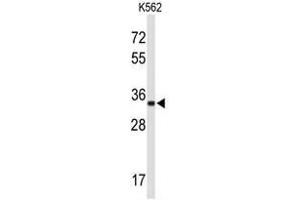 Western blot analysis of ATP1B2 Antibody (Center) in K562 cell line lysates (35µg/lane). (ATP1B2 antibody  (Middle Region))