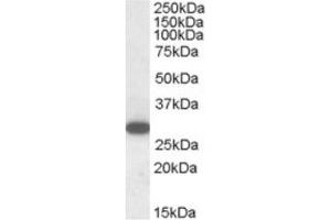 Image no. 1 for anti-Regulator of G-Protein Signalling 18 (RGS18) (C-Term) antibody (ABIN374434) (RGS18 antibody  (C-Term))