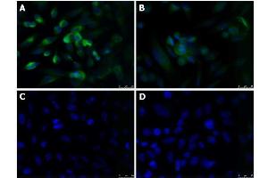 Immunofluorescence Microscopy of Rabbit anti-KLF4 antibody Immunofluorescence Microscopy of Rabbit anti-KLF4 antibody. (KLF4 antibody  (N-Term))