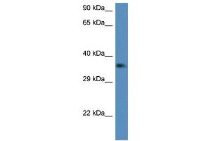 WB Suggested Anti-C1qtnf2 Antibody Titration: 1. (C1QTNF2 antibody  (Middle Region))