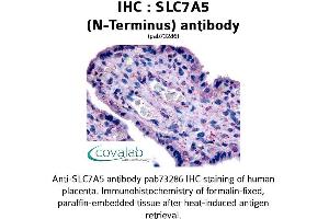 Image no. 1 for anti-Solute Carrier Family 7 (Cationic Amino Acid Transporter, Y+ System), Member 5 (SLC7A5) (N-Term) antibody (ABIN1739423) (SLC7A5 antibody  (N-Term))
