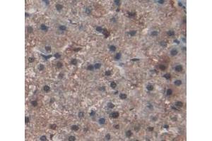 Figure. (OCIAD2 antibody  (AA 1-154))