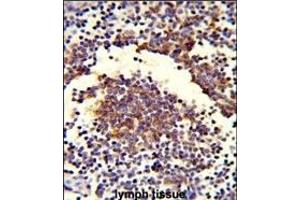 Formalin-fixed and paraffin-embedded human lymph tissue reacted with C7 Antibody (Center), which was peroxidase-conjugated to the secondary antibody, followed by DAB staining. (C7 antibody  (Center))