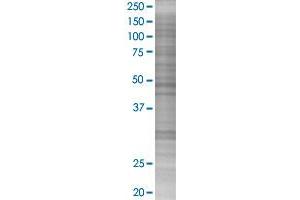 Western Blotting (WB) image for TGFB1 293T Cell Transient Overexpression Lysate(Denatured) (ABIN1333710)