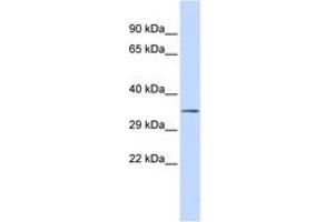 Image no. 1 for anti-Upstream Transcription Factor 1 (USF1) (N-Term) antibody (ABIN6742470) (USF1 antibody  (N-Term))
