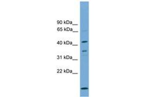 Apolipoprotein L 5 antibody  (AA 345-394)