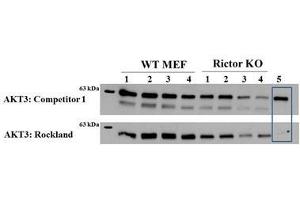 Western Blotting (WB) image for anti-V-Akt Murine Thymoma Viral Oncogene Homolog 3 (Protein Kinase B, Gamma) (AKT3) (Internal Region) antibody (FITC) (ABIN5596898)