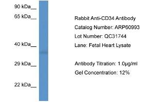Western Blotting (WB) image for anti-CD34 (CD34) (C-Term) antibody (ABIN2788646) (CD34 antibody  (C-Term))