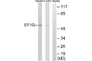 Western blot analysis of extracts from HepG2 cells and HUVEC cells, using EEF1G antibody. (EEF1G antibody  (Internal Region))