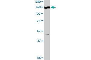 RET MaxPab rabbit polyclonal antibody. (Ret Proto-Oncogene antibody  (AA 1-1072))