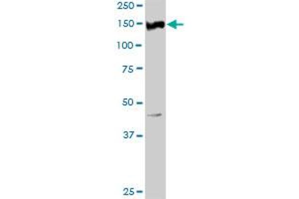 Ret Proto-Oncogene antibody  (AA 1-1072)