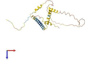 Protein tyrosine Phosphatase, Receptor Type, C Polypeptide-Associated Protein (PTPRCAP) (AA 1-206) protein (His tag)