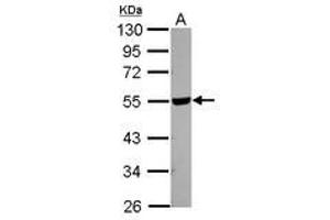Image no. 1 for anti-Hyaluronidase-2 (HYAL2) (Internal Region) antibody (ABIN1496055) (HYAL2 antibody  (Internal Region))