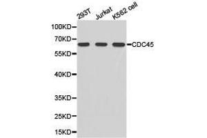 Western Blotting (WB) image for anti-Cell Division Cycle 45 Homolog (S. Cerevisiae) (CDC45) antibody (ABIN1875433) (CDC45 antibody)