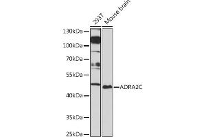 Western blot analysis of extracts of various cell lines, using C Rabbit pAb (ABIN7265501) at 1:1000 dilution. (ADRA2C antibody  (AA 240-380))