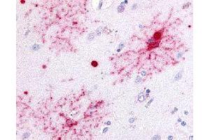 Immunohistochemical (Formalin/PFA-fixed paraffin-embedded sections) staining in human brain with GPR37 polyclonal antibody . (GPR37 antibody)