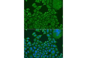Immunofluorescence analysis of U2OS cells using FXR1 antibody (ABIN1876971) at dilution of 1:100. (FXR1 antibody)